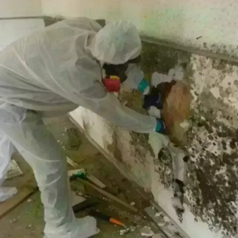 Mold Remediation and Removal in Seminole, OK